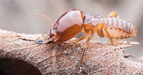 What Do Termites Eat? 10+ Foods They Feed On - A-Z Animals