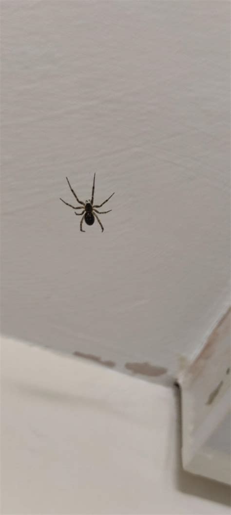 Is this species of spider venomous I live in the Uk : r/whatisthisspider