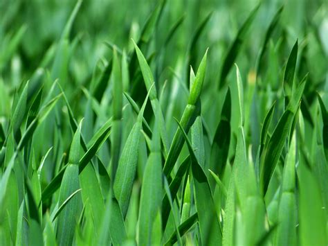 Gambar Alam Menanam Halaman Rumput Padang Rumput Daun Bunga