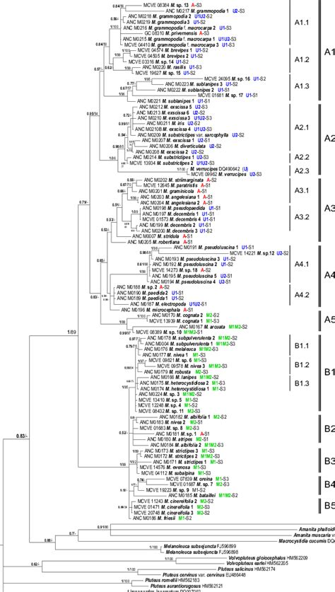 Bayesian Phylogram Obtained From The Its Rdna Sequences Of Melanoleuca