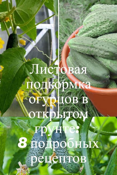 Листовая подкормка огурцов в открытом грунте: 8 подробных рецептов