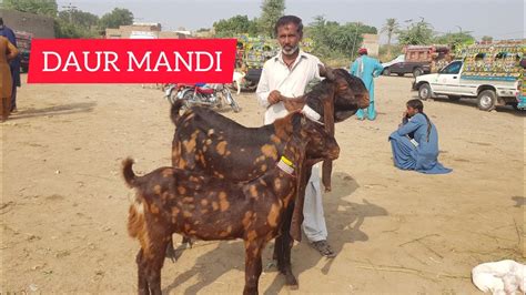 Daur Mandi BEST QURBANI 2023 COLLECTION ABLAK GULABI PATERI