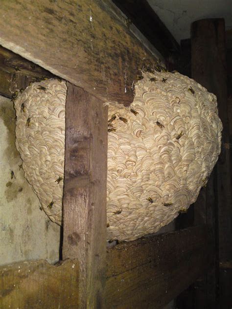 Wasp Nests Suffolk Pest Control Company