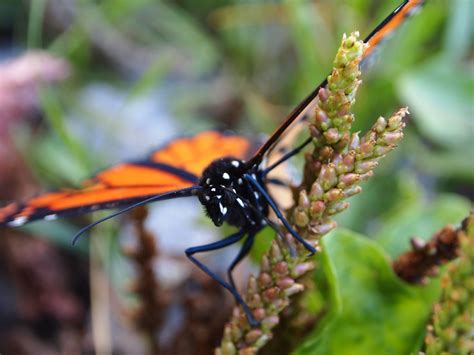 Butterfly's Head Free Stock Photo - Public Domain Pictures