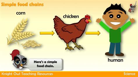 Food Chain Food Web Video For Kids Simple Food Chain Food Web Images