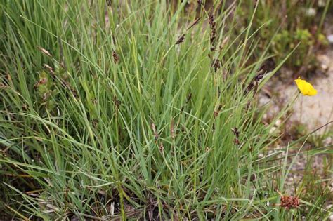 Carex Panicea L Grass Like Sedge