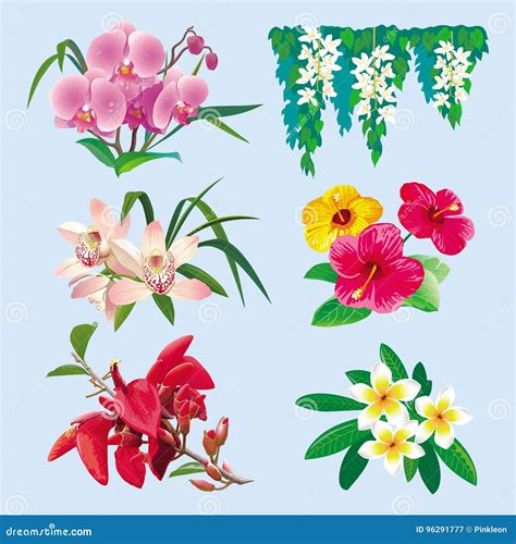 Set Tropische Blumen Stock Abbildung Illustration Von Tropisch