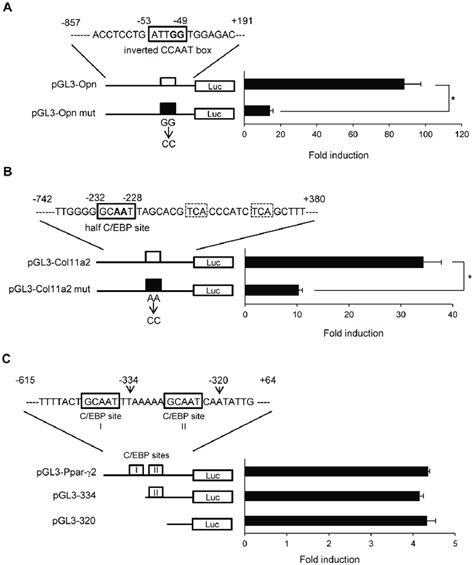 Identification Of Potential C Ebp Binding Sites Within Opn And Col11a2