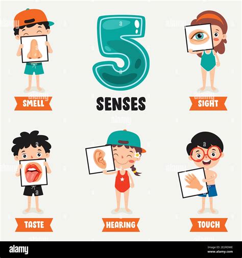 Five Senses Concept With Human Organs Stock Vector Image Art Alamy