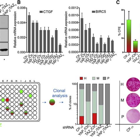 Enforced Yap Recapitulates Lamb Gene Therapy A Western Analysis Of