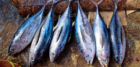 Descubre Las Propiedades Y Beneficios Del Pescado Azul Bezzia