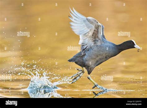 Eurasian Coot Fulica Atra Running On The Surface Of The Water