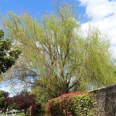 How To Grow And Care For Willow Trees Gardener’s Path