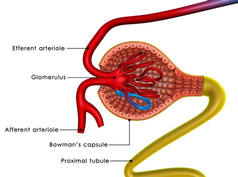 The Structure And Function Of The Nephron Made Easy Interactive Biology