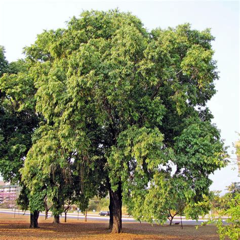 What Are Some Of The Best Fast Growing Trees For Both Shade And Fruit