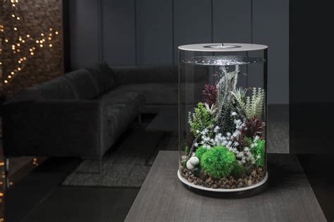 3 benefits of having a biOrb by Oase aquarium | Lookboxliving