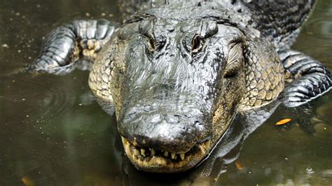 Florida Police Identify Woman Killed by Massive Alligator as Sabrina ...