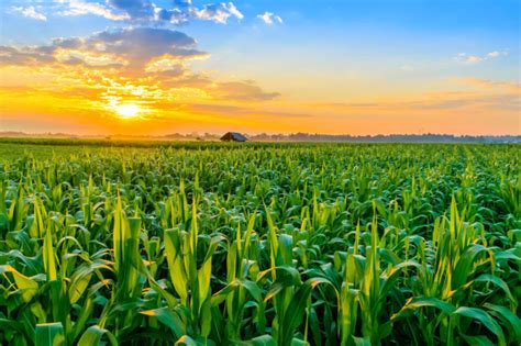 Weather Seen Mostly Positive For Us Summer Crops Food Business News