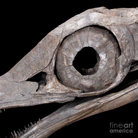 Ichthyosaur Fossil Photograph By Pascal Goetgheluckscience Photo Library