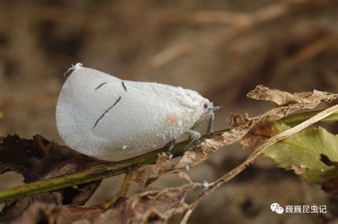 虫谱大观蛾蜡蝉