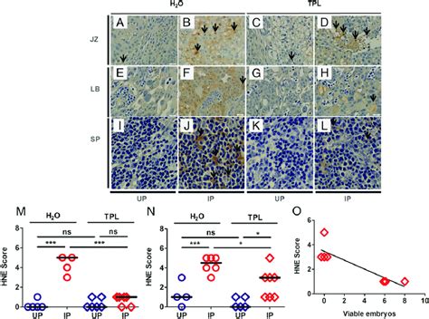 Immunostaining For 4 Hydroxynonenal Marker Of Lipid Peroxidation In Download Scientific