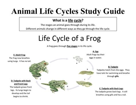 Biology What is a Life Cycle? serrano80.com