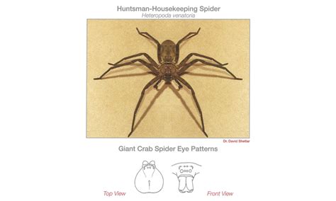 Spider Identification Guide Pestnet® Pest Leads And Marketing