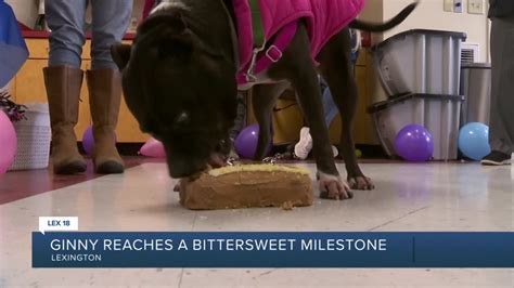 Pit bull spends 1,000 days at Lexington animal shelter