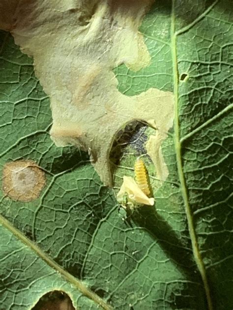 Oak Leaf Miner Identification And Control Walter Reeves The