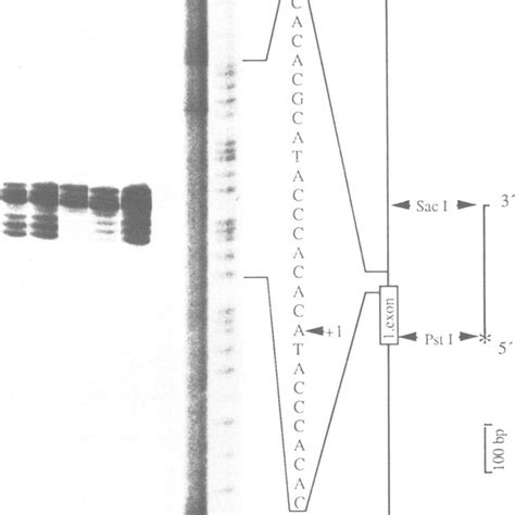 S1 nuclease mapping. The diagram on the right shows the restriction map ... 