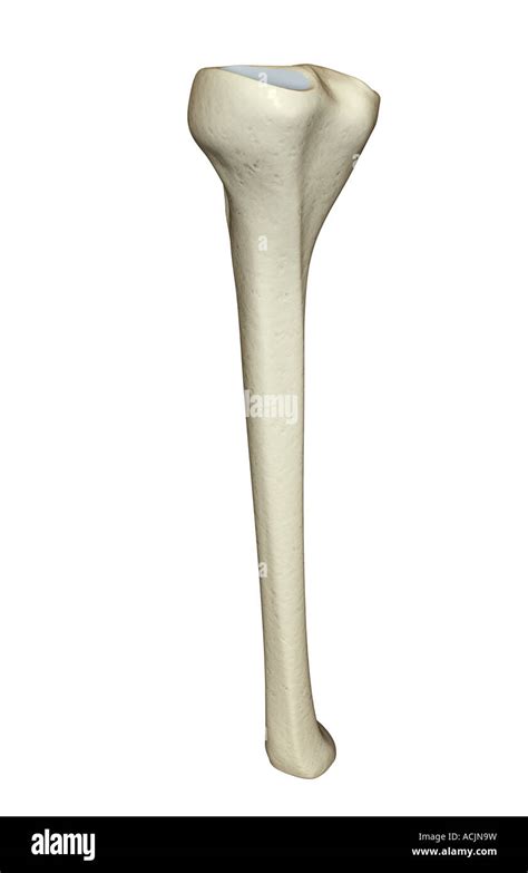 Tibia Cut Out Stock Images Pictures Alamy