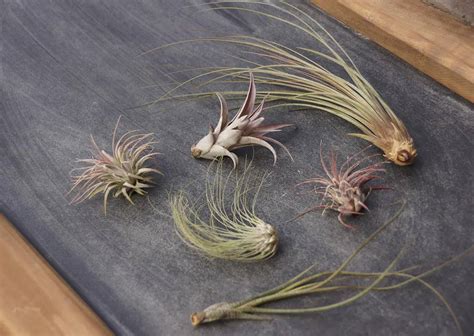 7 Things You Need To Know Before Growing Air Plants