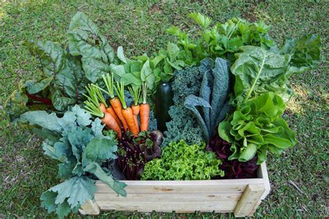 Veggie Box Delivery Jakarta Area Bsp Organic Farm Farmstay Jawa