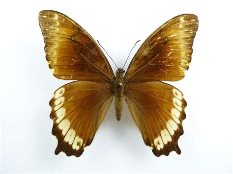 Papilio Phorbanta Female AUREUS Butterflies Insects