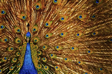 Indian Peacock by Photography By Jeremy Villasis. Philippines.