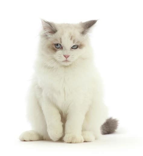 Ragdoll X Persian Kitten Photograph By Mark Taylor