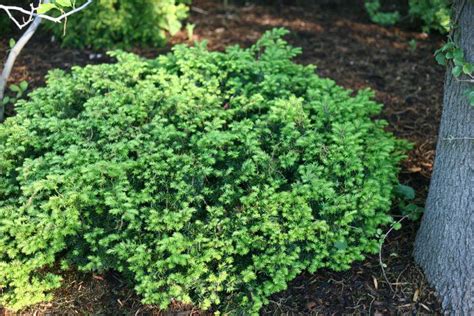 Yew Shrub Guide: How to Grow Yews – Yard and Garage