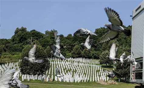 Memorijalni Let Golubova Povodom Godi Njice Genocida U Srebrenici