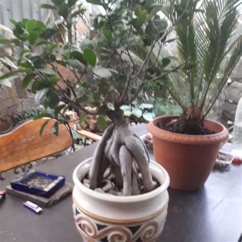 Фикус Микрокарпа – купить в Краснодаре, цена 8 000 руб., дата ...