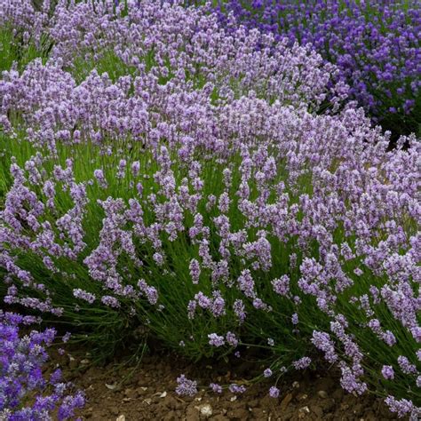 Lavendel Miss Katherine Lavandula Angustifolia Miss Katherine