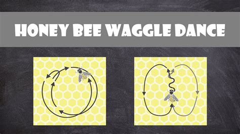 The Honey Bee Waggle Dance Entomology Youtube