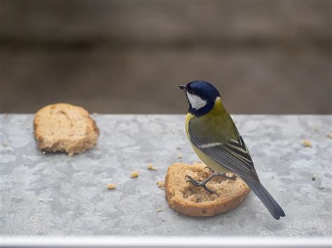 Donner du pain aux oiseaux bonne ou mauvaise idée Les erreurs à ne