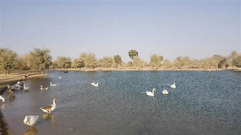 Al Qudra Lake Dubai1 Dubai UAE Travel Tour Guide