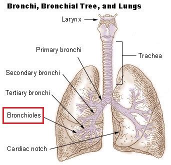 Bronchiolitis Obliterans: Definition & Symptoms | Study.com