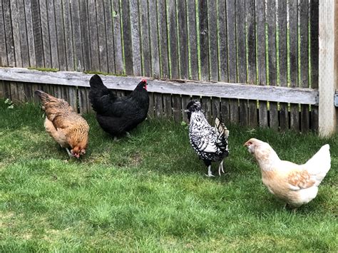 Raising Backyard chickens – WOW