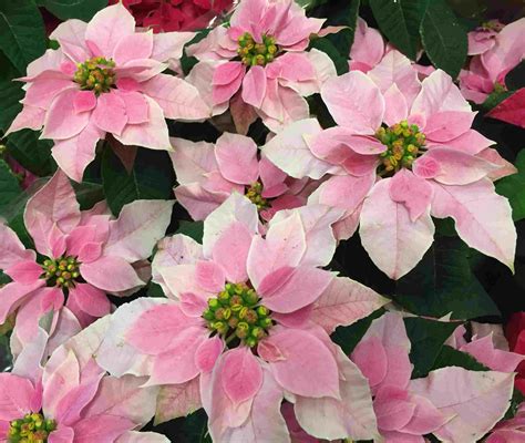 pink and white poinsettia flowers with green leaves