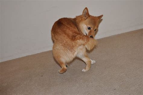 Strani Comportamenti Del Cane Foto Tutto Zampe