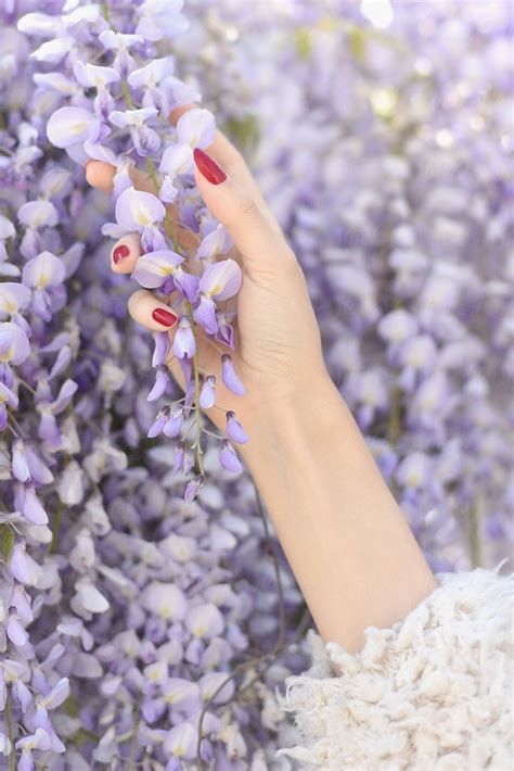 Woman Touches Violet Wisteria Flowers By Stocksy Contributor Amor