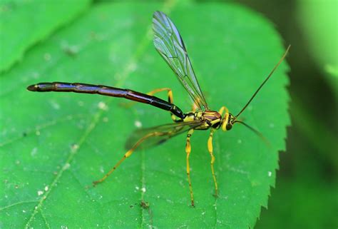 Black Giant Ichneumonid Wasp Megarhyssa Atrata Male At C Flickr