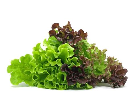 Lollo Rosso Lettuce: How to Plant, Grow, and Enjoy This Purple Leafy ...